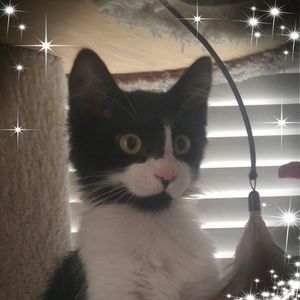 Meet your Posher, Tami